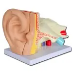 Modelo anatómico de Oreja Línea "VALUE" - 5 piezas - 3X