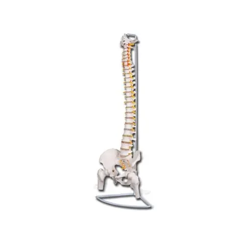 Columna vertebral flexible con cabeza de fémur