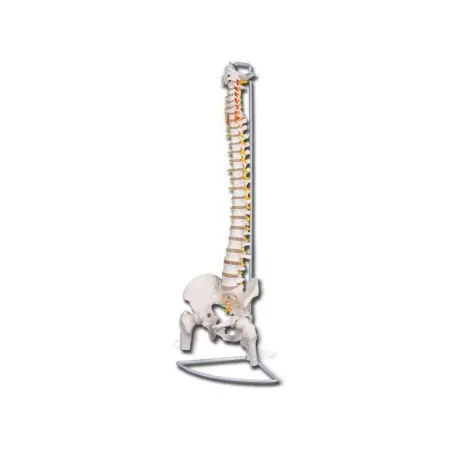 Columna vertebral flexible con cabeza de fémur